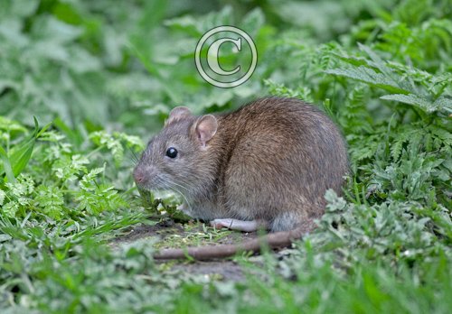 Brown Rat 3 DM0354